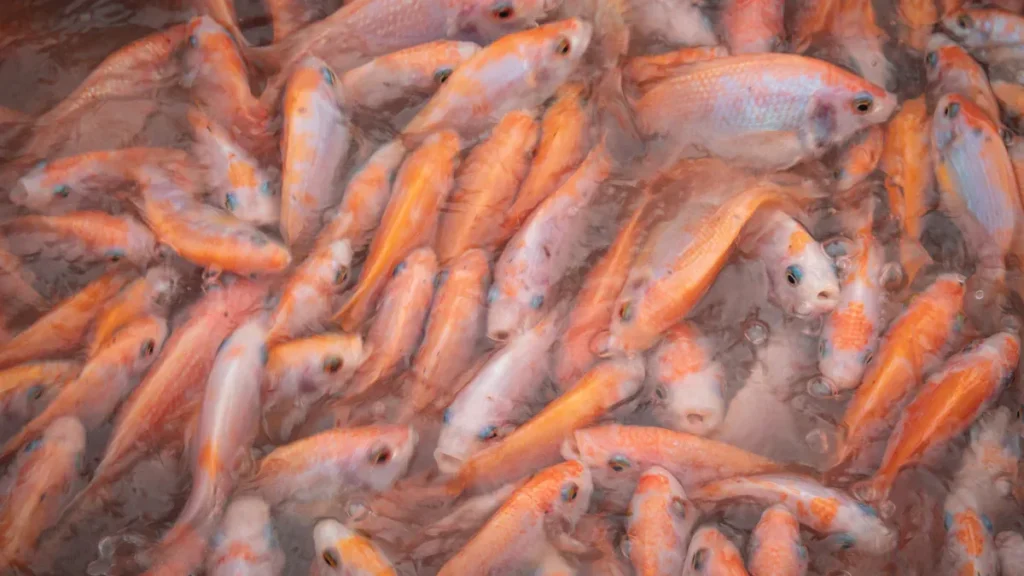 Results in Aquaculture