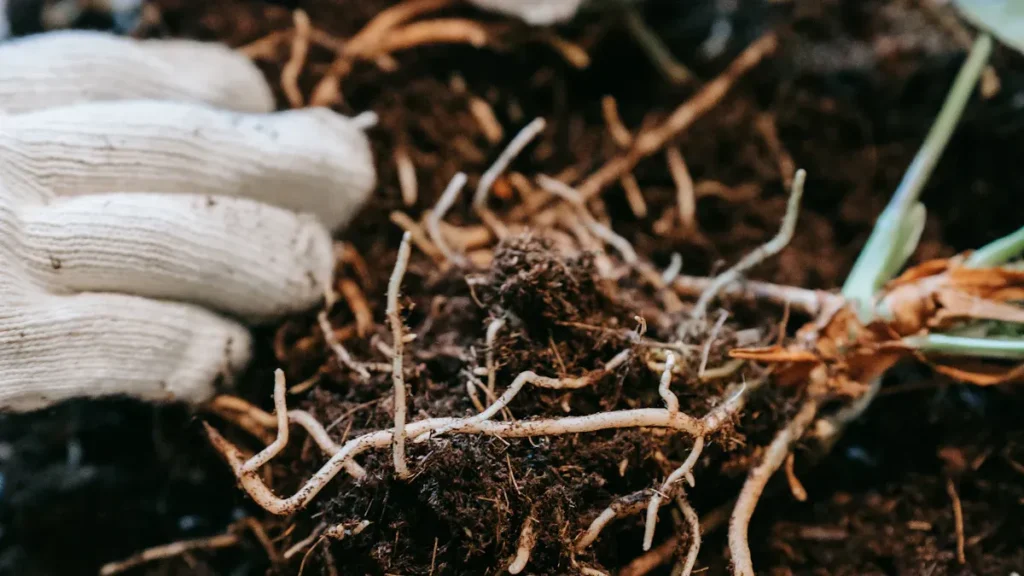 Difference Between Potassium Fulvate and Potassium Humate