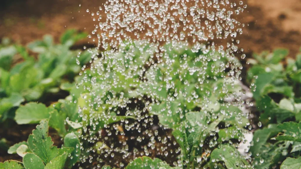 Nitrogen Regulation in Soil