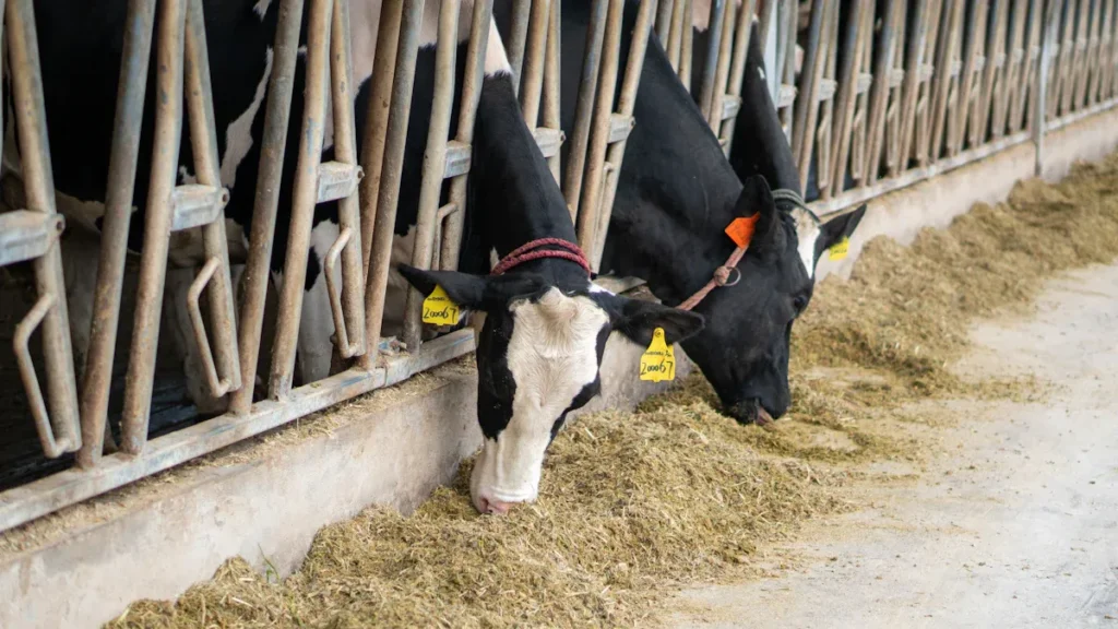 Humate for Animal Husbandry