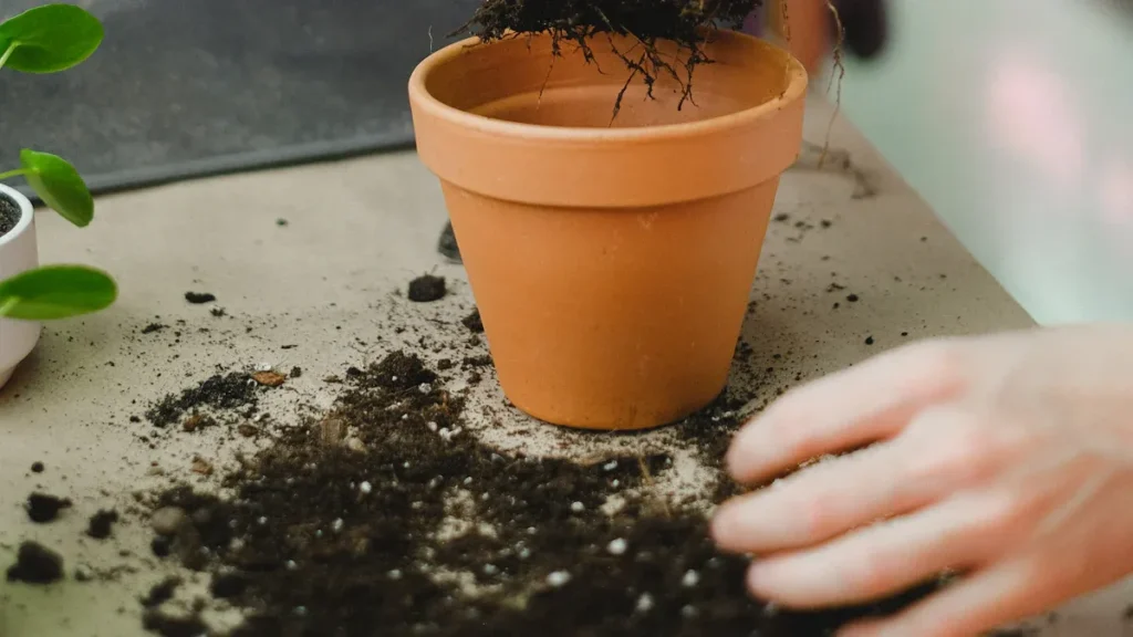 Humic and Fulvic Acid Benefits for Animals