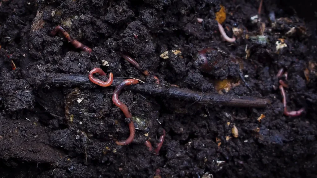 Humic and Fulvic Acid Benefits for Plants