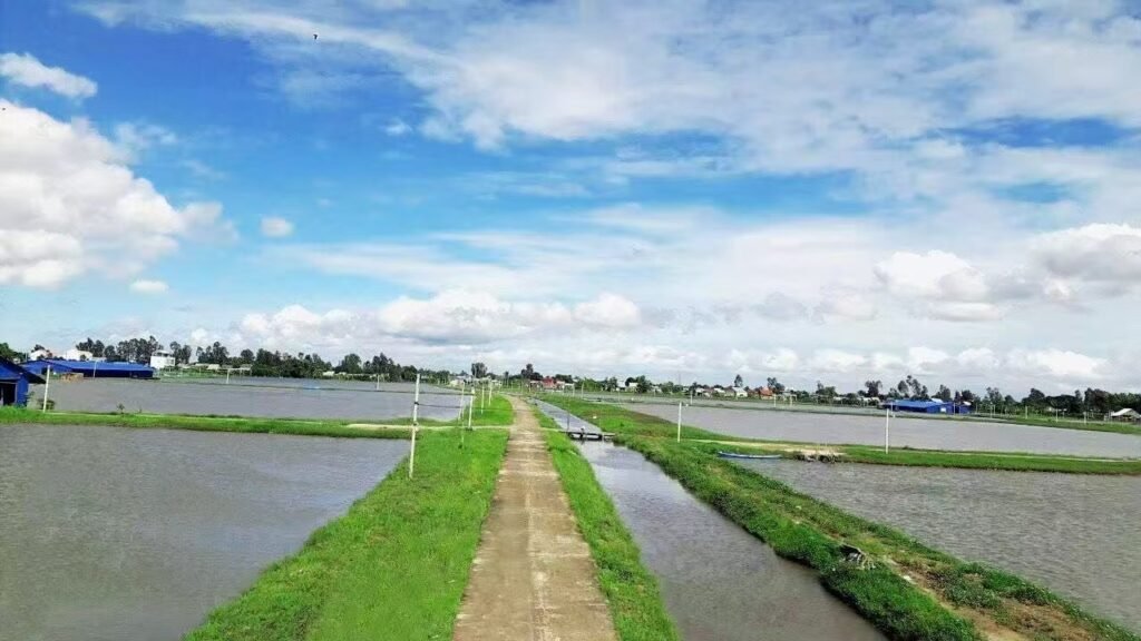 Sodium humate for aquaculture
