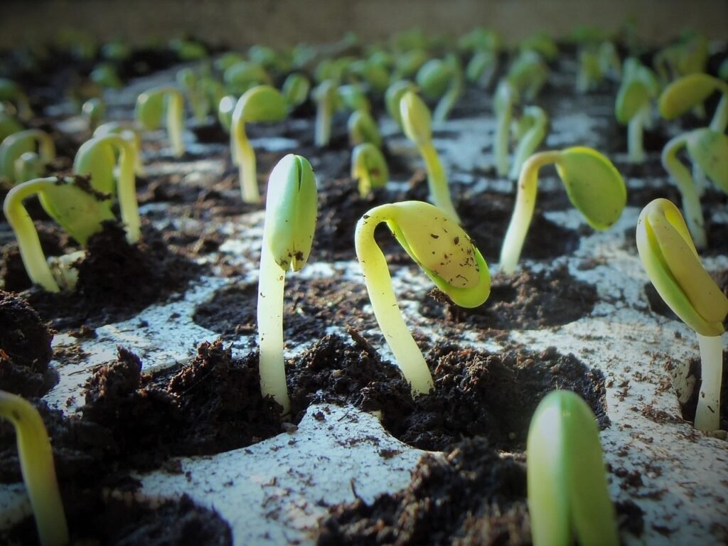 Plant Types Benefiting from Humate Fertilizer