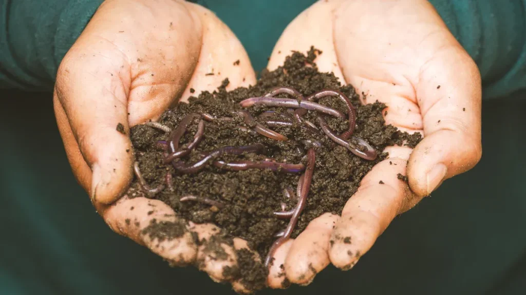 Soil Health