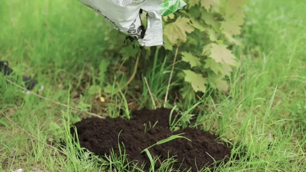 What Are the Benefits of Humic and Fulvic Acids for Plants and Animals