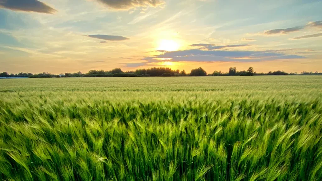 Mineral Potassium Humate Fertilizer: The Smart Choice for Thriving Crops