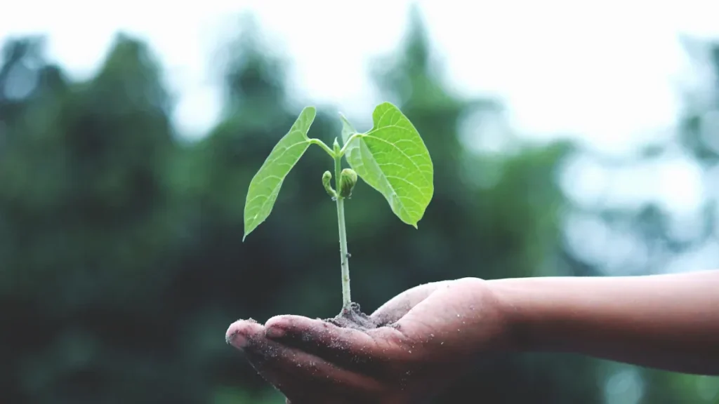 Hướng dẫn sử dụng