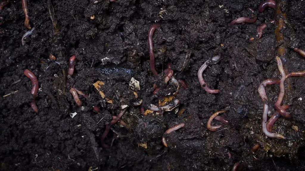 What Is Mineral Humic Acid and How Does It Differ from Other Humic Substances