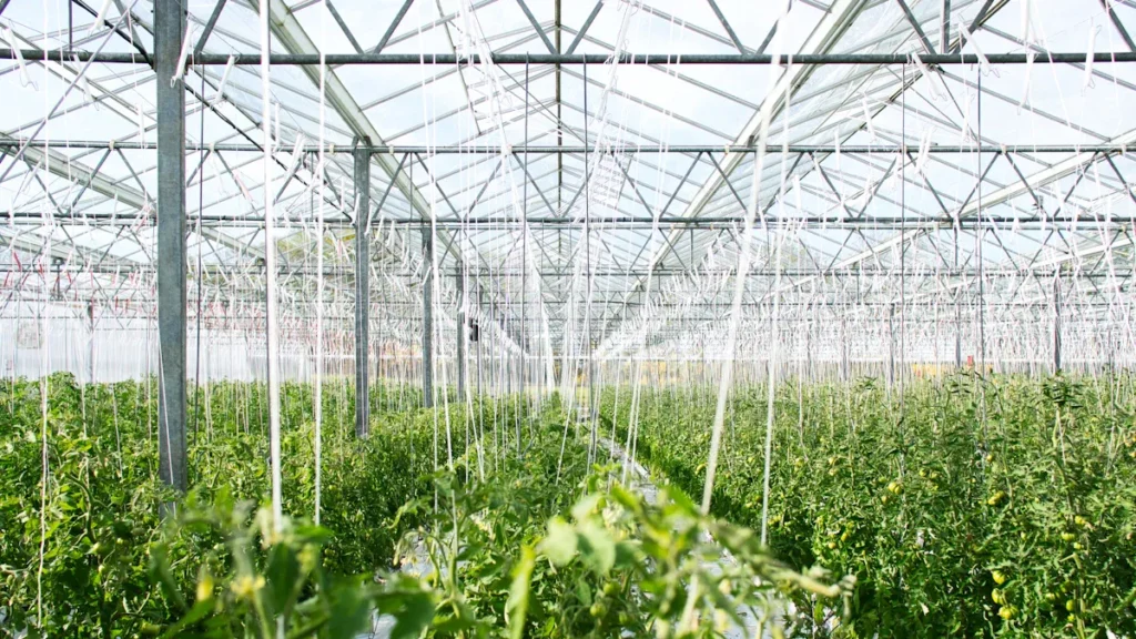 Understanding How Humic Acid Fertilizers Regulate Nitrogen, Promote Phosphorus, and Preserve Potassium for Sustainable Green Agriculture