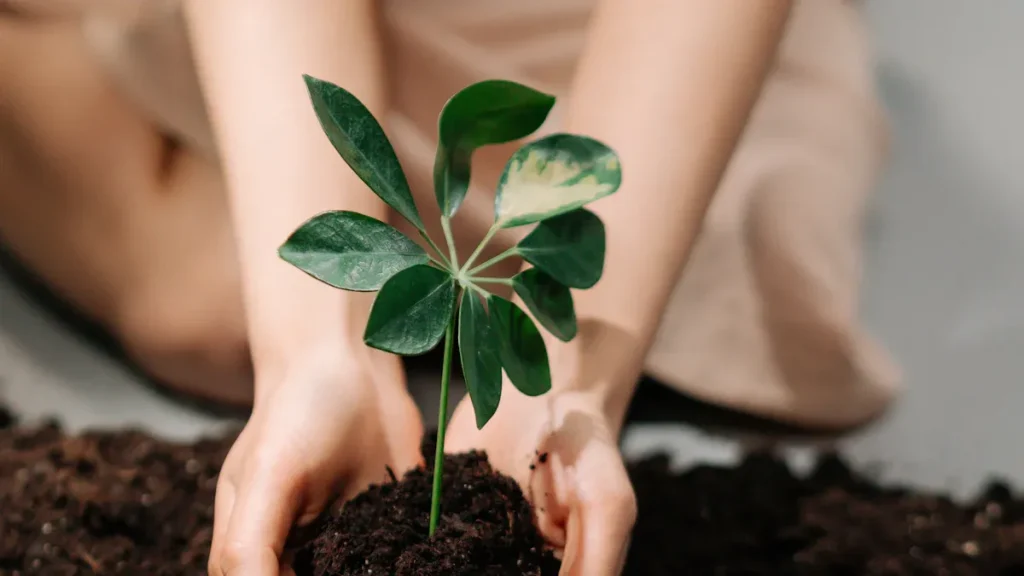 Which Plants Like Humic Acid?