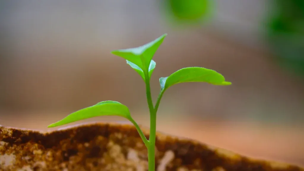 Top 10 Plants That Love Humic Acid for Healthier Growth
