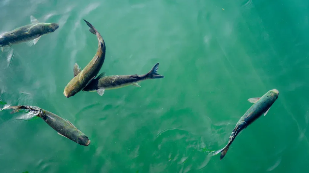 Tác dụng với cây trồng