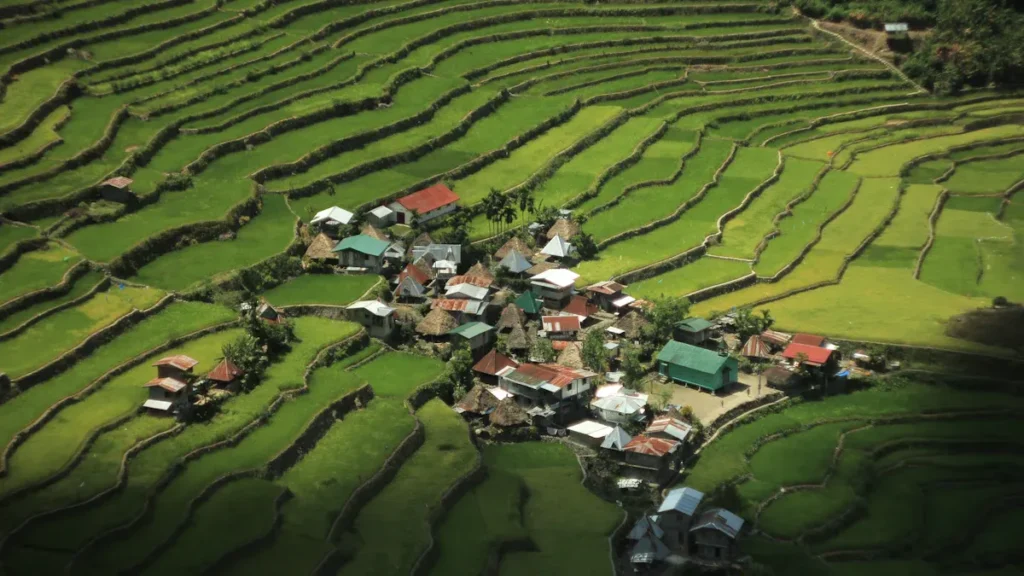 Potassium Humate in Philippine Agriculture