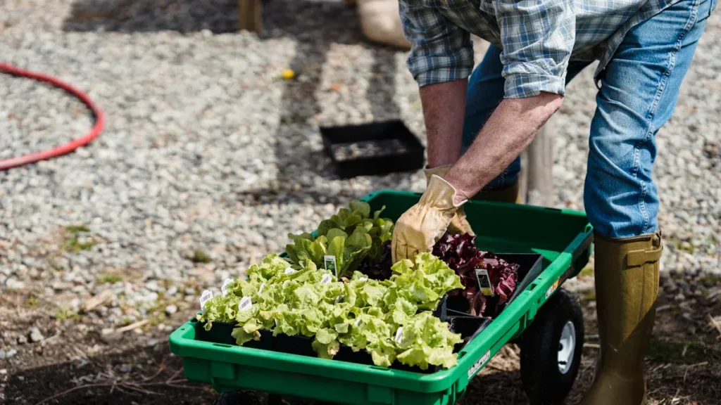 Application and Success