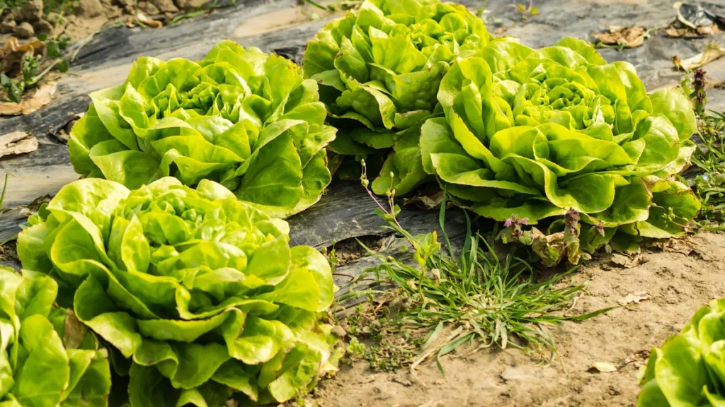 Crop Yields and Plant Health