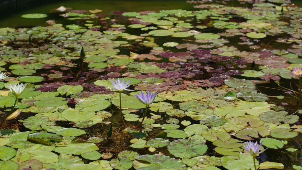 Plant Health Benefits